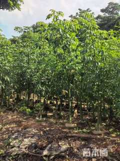 1公分美丽异木棉