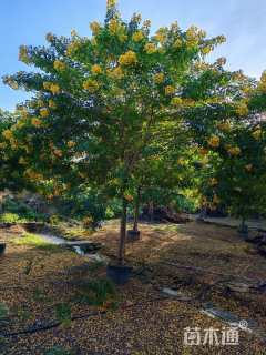 9公分黄花槐