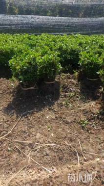 高度20厘米夏鹃