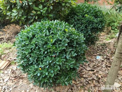高度40厘米大叶黄杨