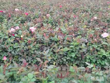 高度20厘米大花月季