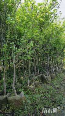 高度250厘米李子树