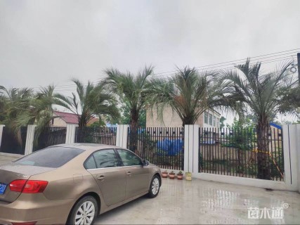 裸干高100厘米布迪椰子