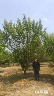 11公分骨里红梅