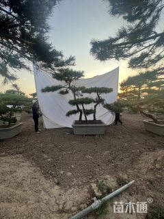 17公分造型黑松