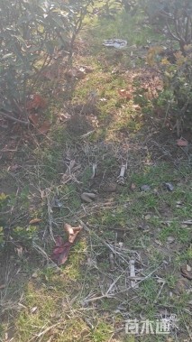 冠幅100厘米红叶石楠球