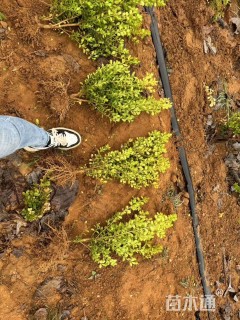 高度50厘米小叶黄杨