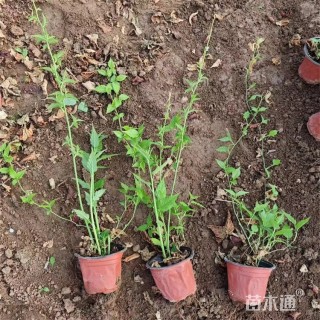 高度55厘米棣棠