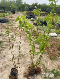 高度75厘米红瑞木