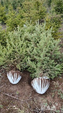 高度150厘米青海云杉