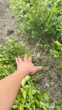 高度40厘米瓜子黄杨小苗