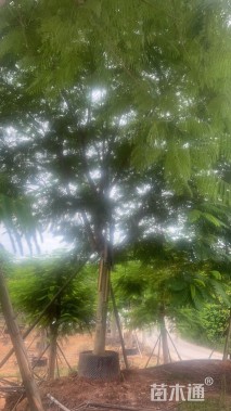 22公分凤凰木
