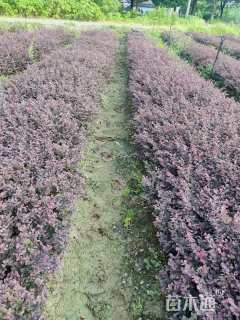 高度30厘米红花继木
