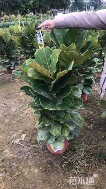 高度100厘米琴叶榕