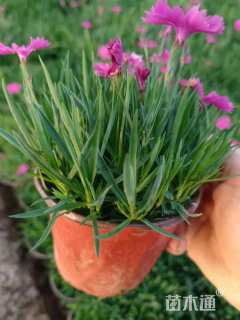 高度15厘米欧石竹