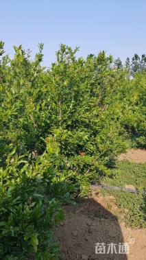 高度150厘米丛生石榴