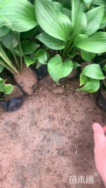 高度15厘米玉簪