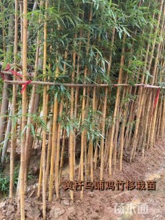 地栽苗乌哺鸡竹