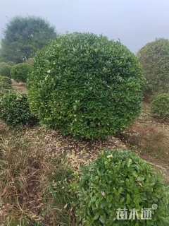 冠幅180厘米大叶黄杨球