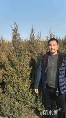 高度201厘米塔柏