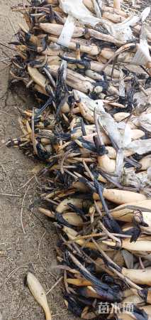 高度40厘米荷花