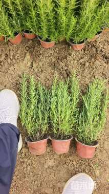 高度25厘米迷迭香