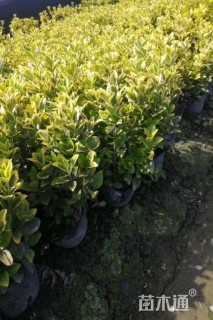 高度20厘米金冠黄杨