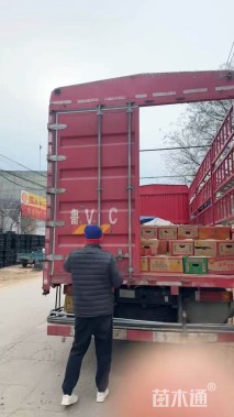 高度30厘米蓝金花