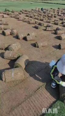 草卷状百慕大草