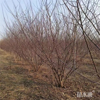 高度120厘米丛生榆叶梅