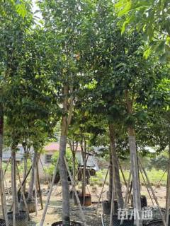 12公分乐昌含笑