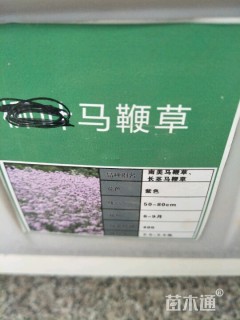 马鞭草种子