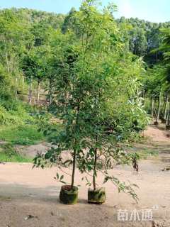 高度1厘米香樟小苗