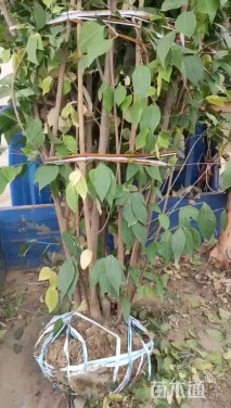 高度100厘米丛生蜡梅