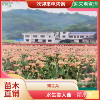 高度30厘米水生美人蕉