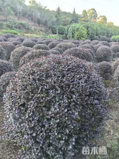 冠幅100厘米红花继木球