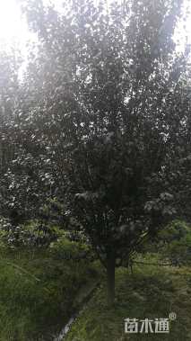 15公分紫叶李