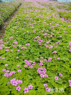 高度30厘米红花酢浆草