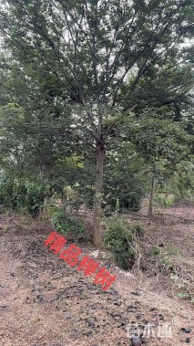 高度350厘米映山红
