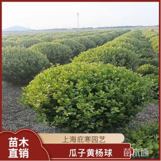 冠幅50厘米瓜子黄杨球