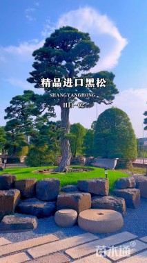 高度200厘米黑松