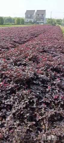 高度30厘米红花继木