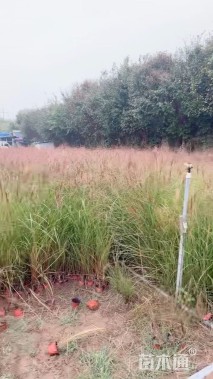 高度150厘米细叶芒