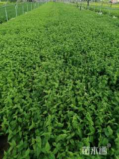 高度40厘米棣棠