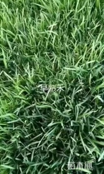草卷状早熟禾草