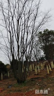 50公分(3杆)丛生银杏