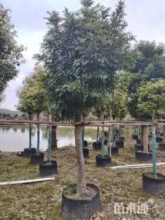 10公分海南红豆