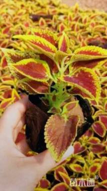 高度20厘米彩叶草