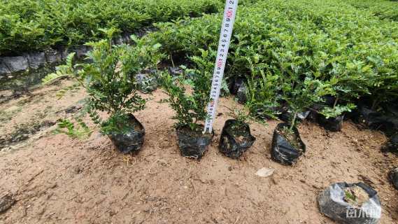 高度20厘米胡椒木