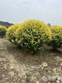 冠幅120厘米金禾女贞球